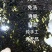 鱼干