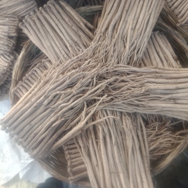 甘肃岷县:特大精品白条党参原条。