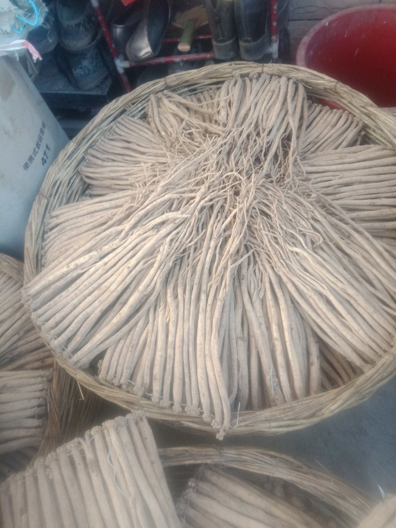 甘肃岷县:特大精品白条党参原条。
