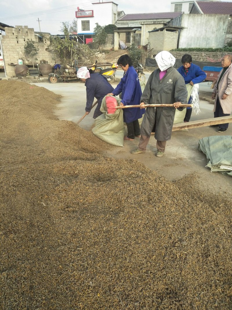 野菊花高含量各规格