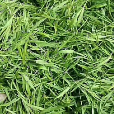 竹叶茶