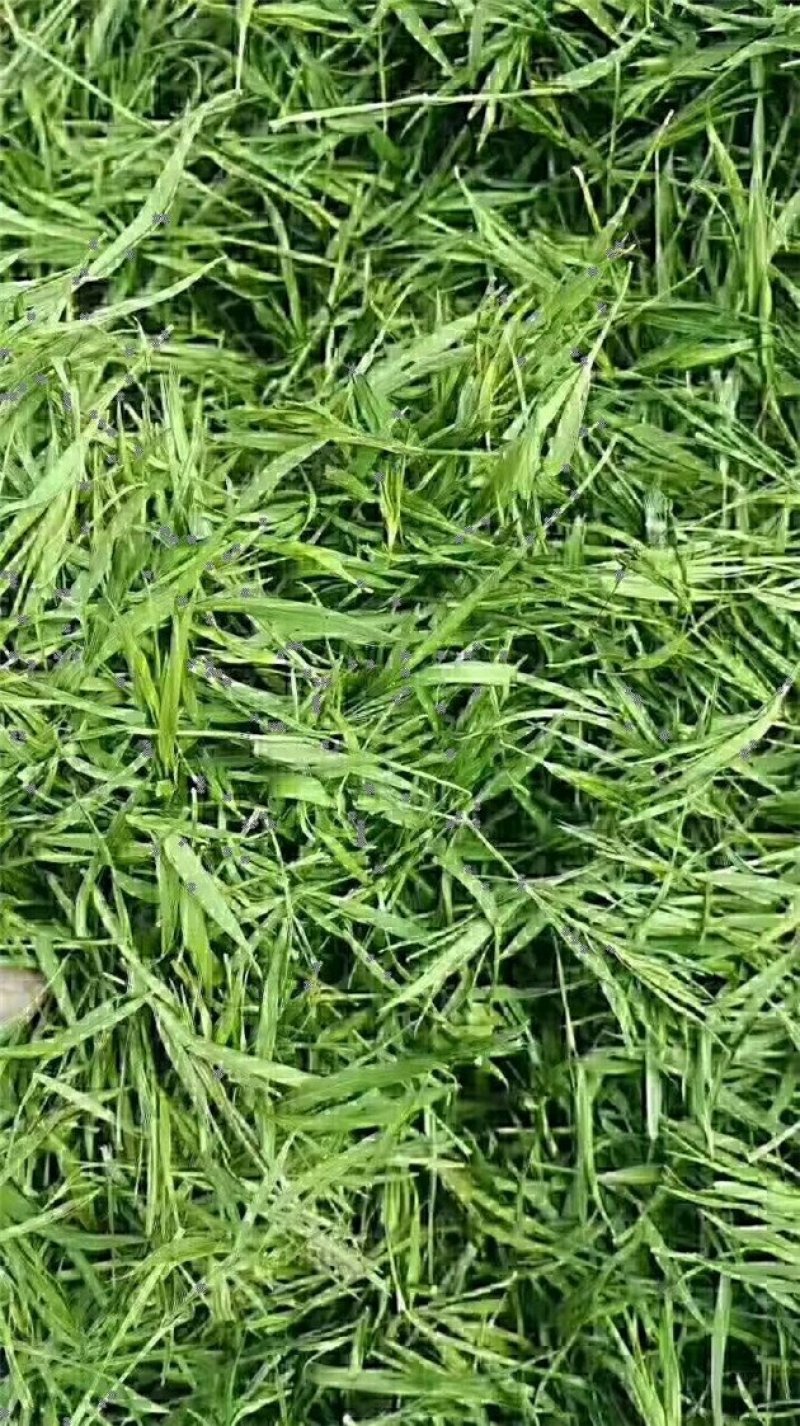 竹叶茶