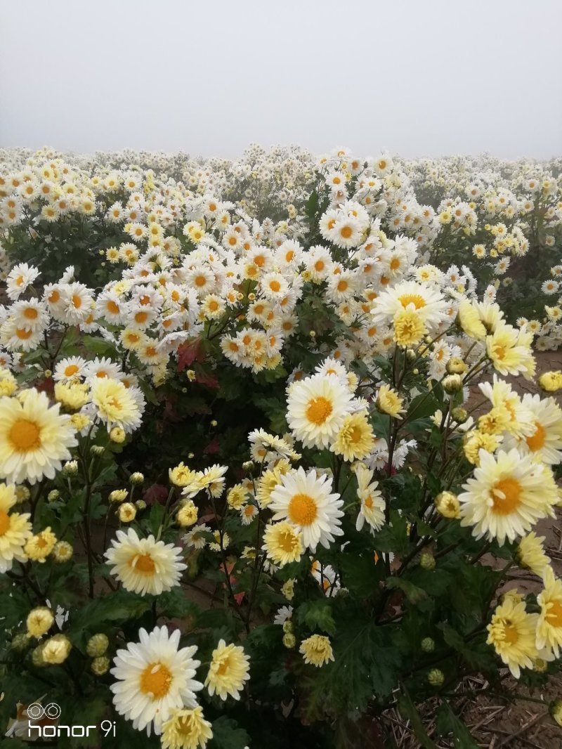 杭白菊