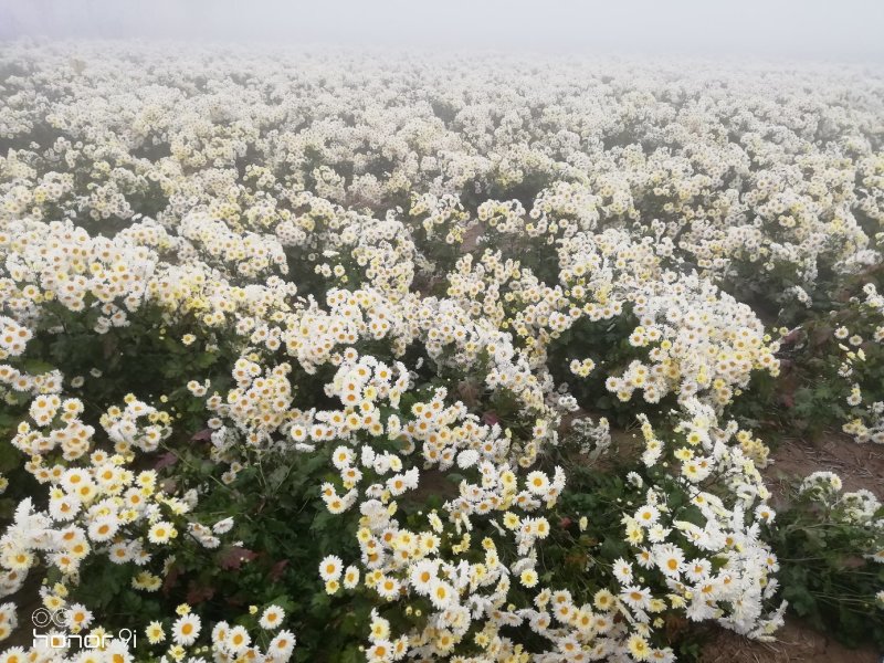杭白菊