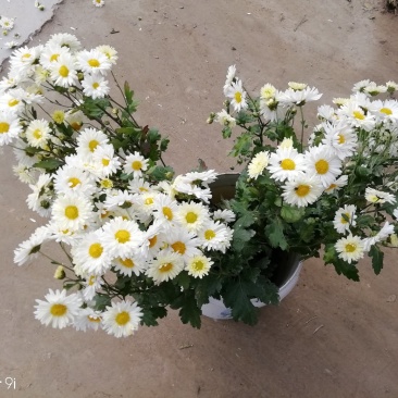 杭白菊