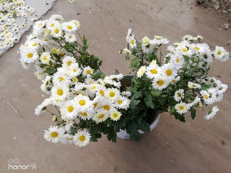 杭白菊
