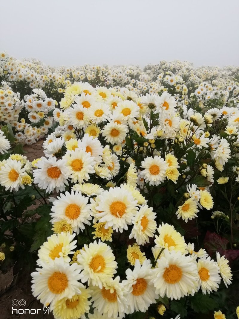 杭白菊