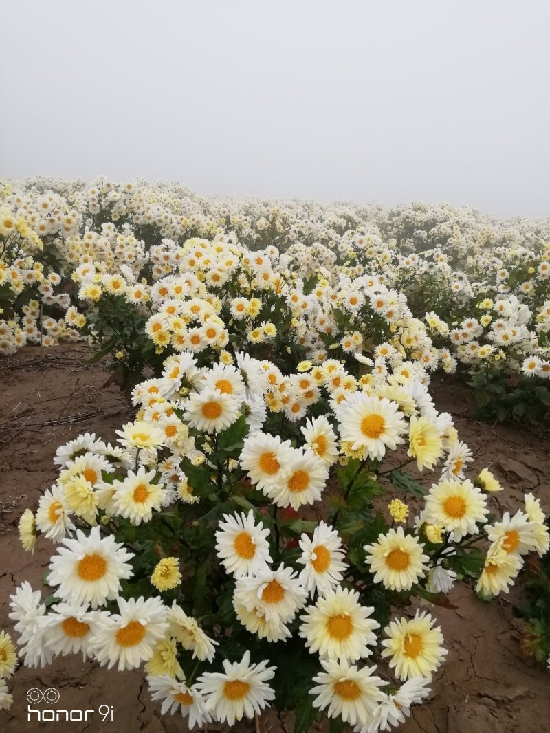 杭白菊