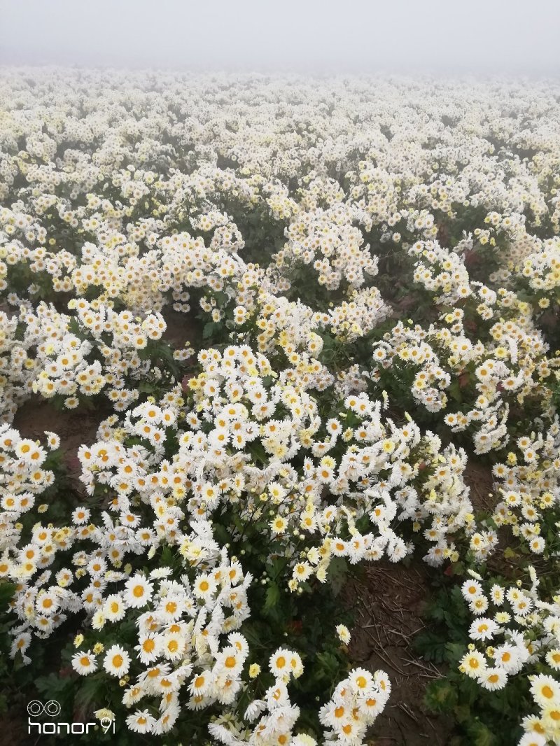 杭白菊