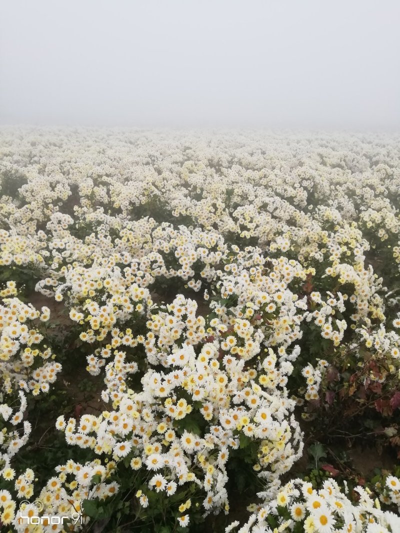 杭白菊