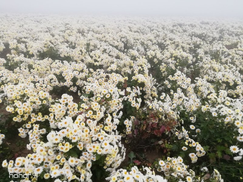 杭白菊