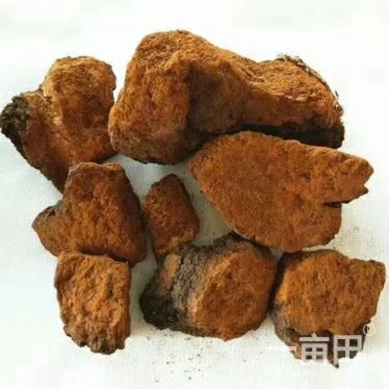 白桦茸糖尿病克星产地俄罗斯野生一公斤起包邮