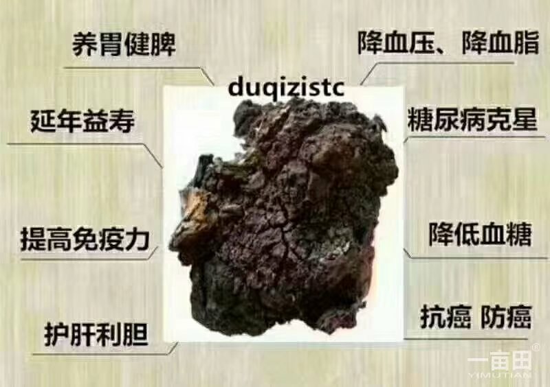 白桦茸糖尿病克星产地俄罗斯野生一公斤起包邮