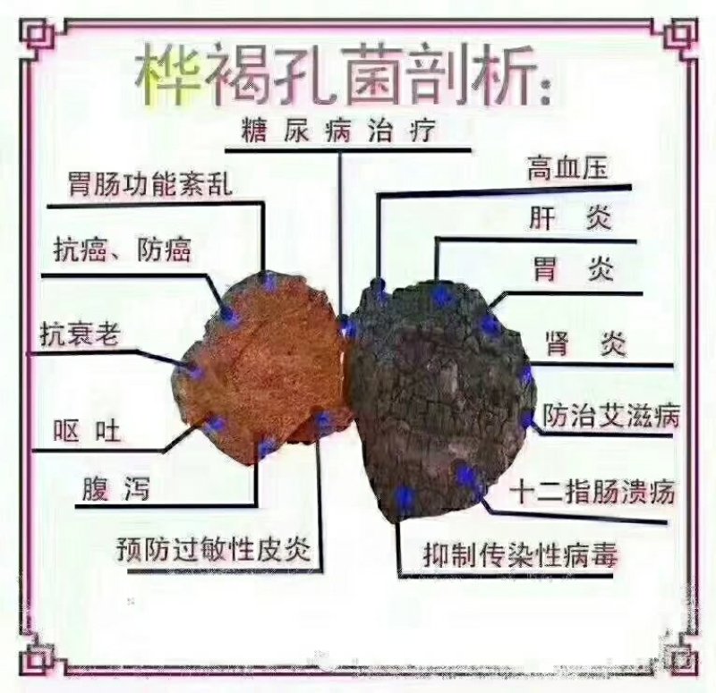 白桦茸糖尿病克星产地俄罗斯野生一公斤起包邮