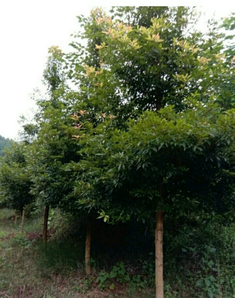 金丝楠木