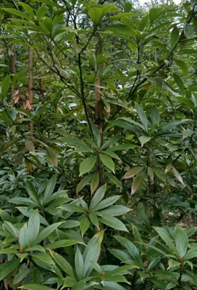 金丝楠木
