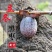 太行山河北涉县野生无核黑枣