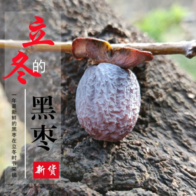太行山河北涉县野生无核黑枣