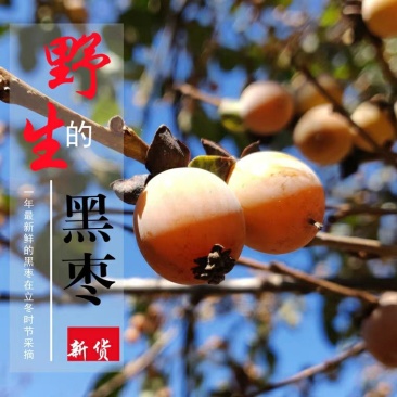 太行山河北涉县野生无核黑枣
