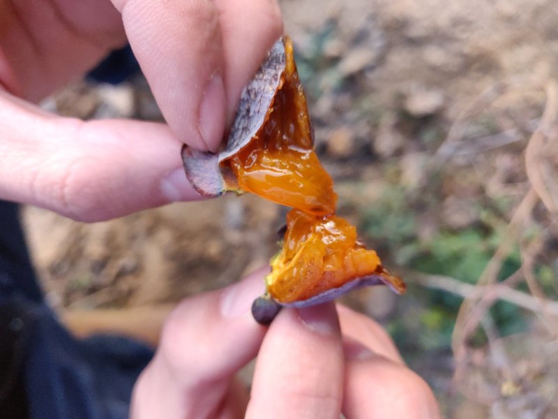 太行山河北涉县野生无核黑枣