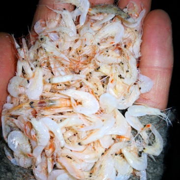 大虾皮