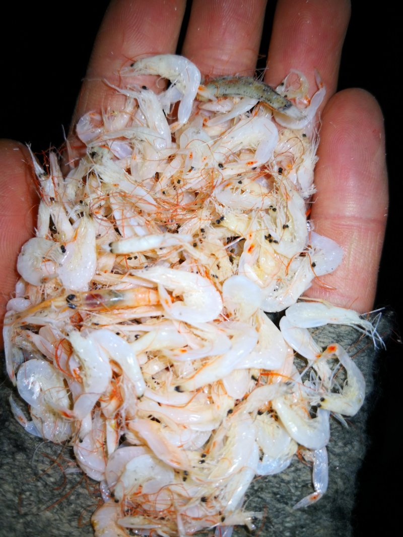大虾皮