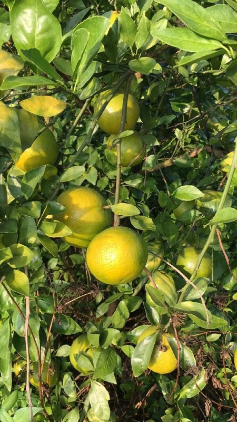 皇帝柑
