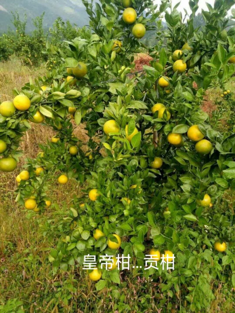 皇帝柑