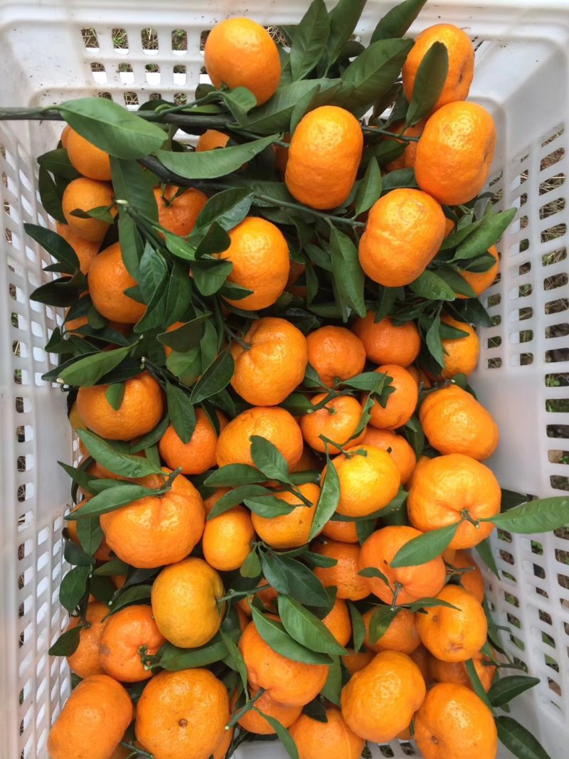 蜜广，南丰蜜橘，代办