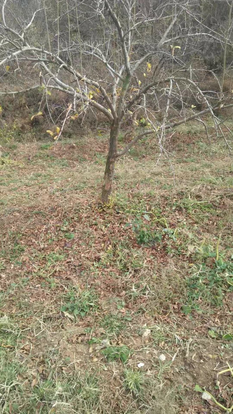 石榴树