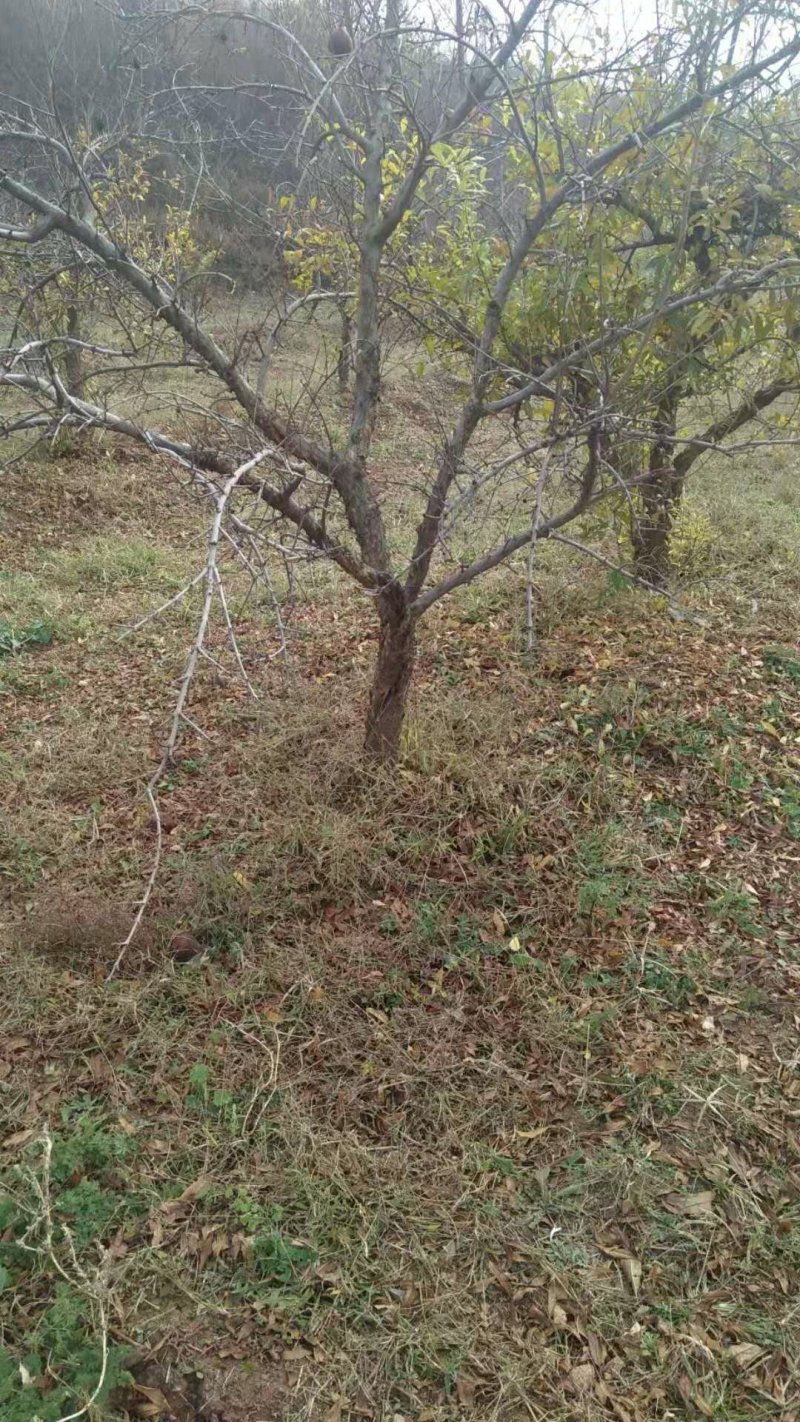石榴树