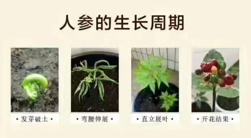 人参种子吉林长白山参农直供开口可种植送资料