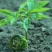 人参种子吉林长白山参农直供开口可种植送资料