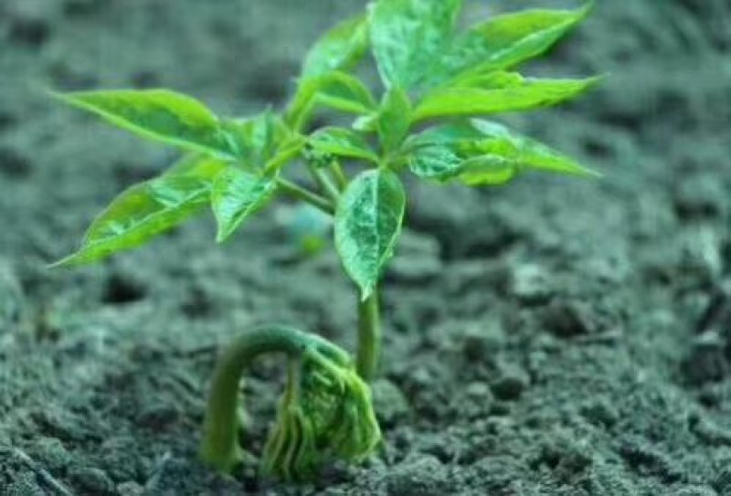 人参种子吉林长白山参农直供开口可种植送资料