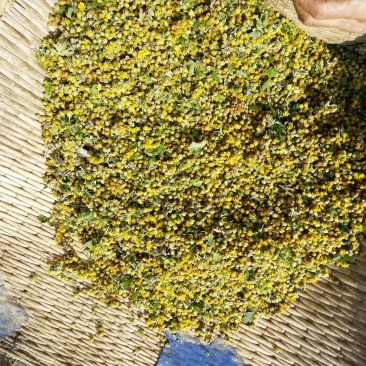 野菊花