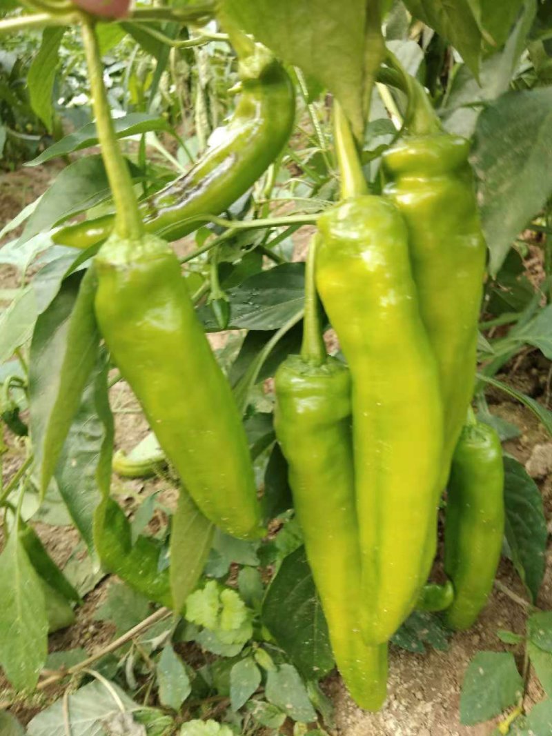 301泡椒，无湖苏椒，罗丝椒，线椒，二泡椒大量热卖中
