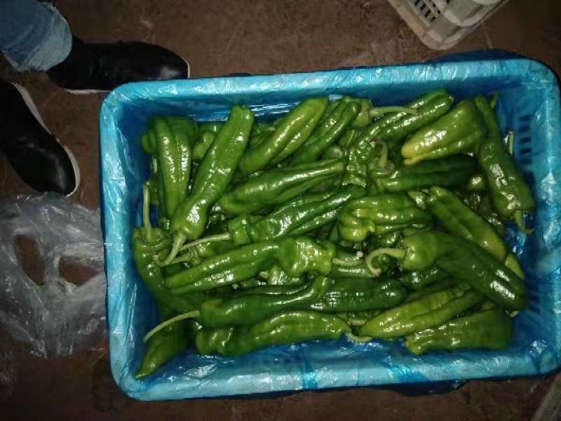 301泡椒，无湖苏椒，罗丝椒，线椒，二泡椒大量热卖中