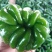 301泡椒，无湖苏椒，罗丝椒，线椒，二泡椒大量热卖中