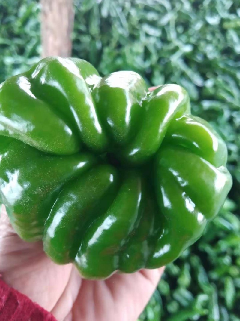 301泡椒，无湖苏椒，罗丝椒，线椒，二泡椒大量热卖中