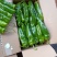 301泡椒，无湖苏椒，罗丝椒，线椒，二泡椒大量热卖中