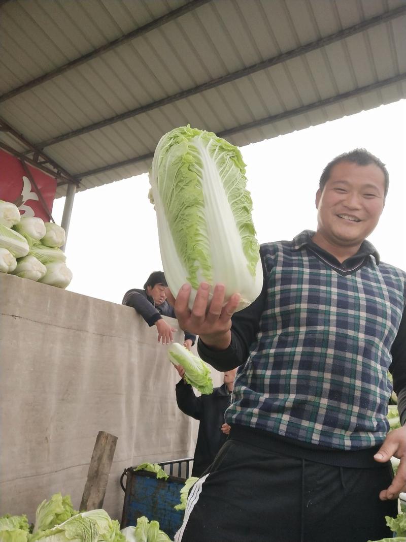 北京新三号白菜.5一7斤净菜大量供应各地市场！