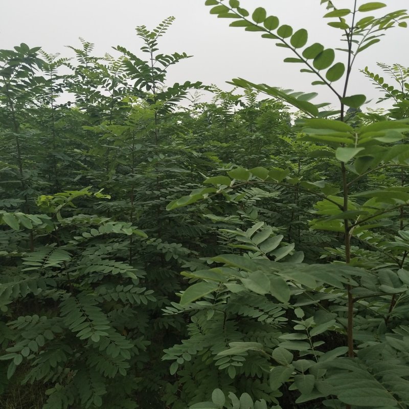 皖槐一号速生无刺槐树苗