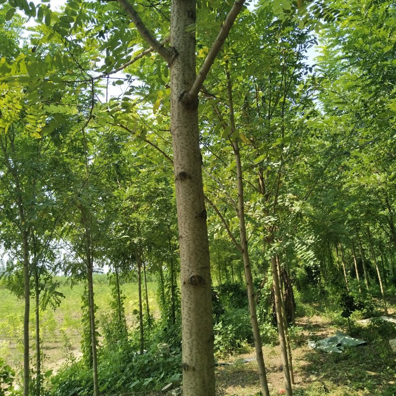 皖槐一号速生无刺槐树苗