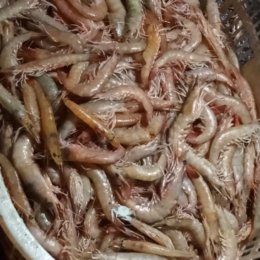 海麻虾