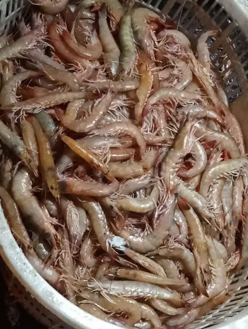 海麻虾