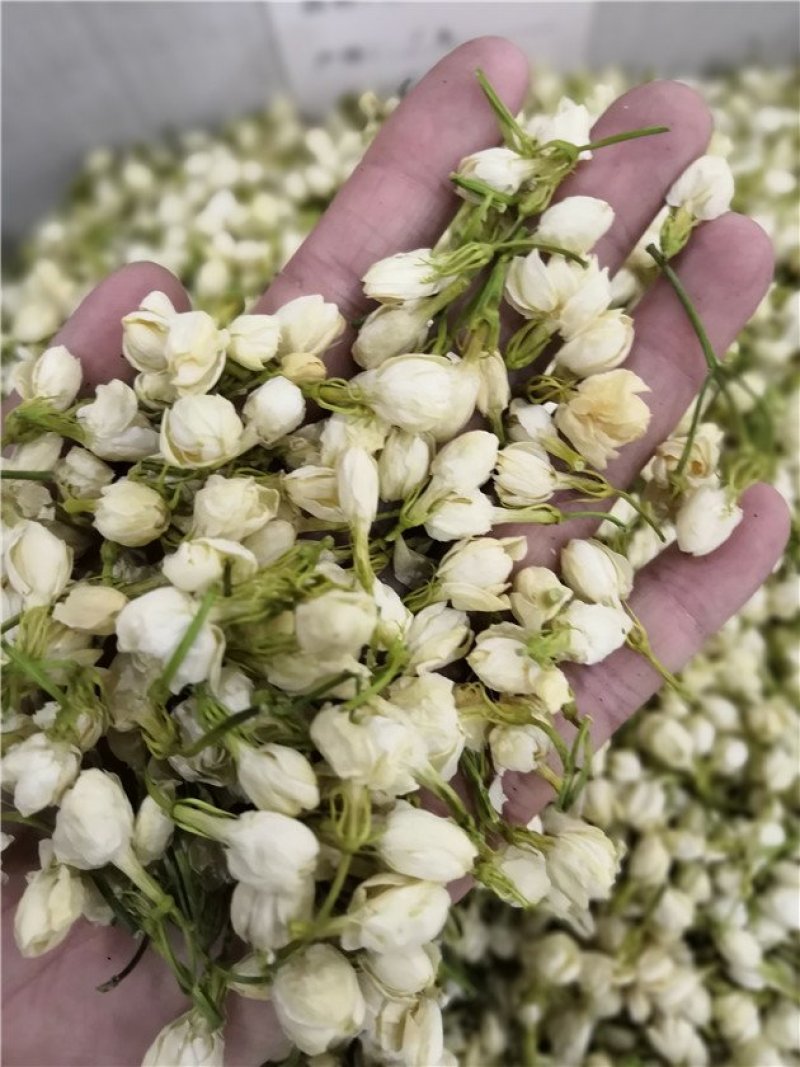 茉莉花茶