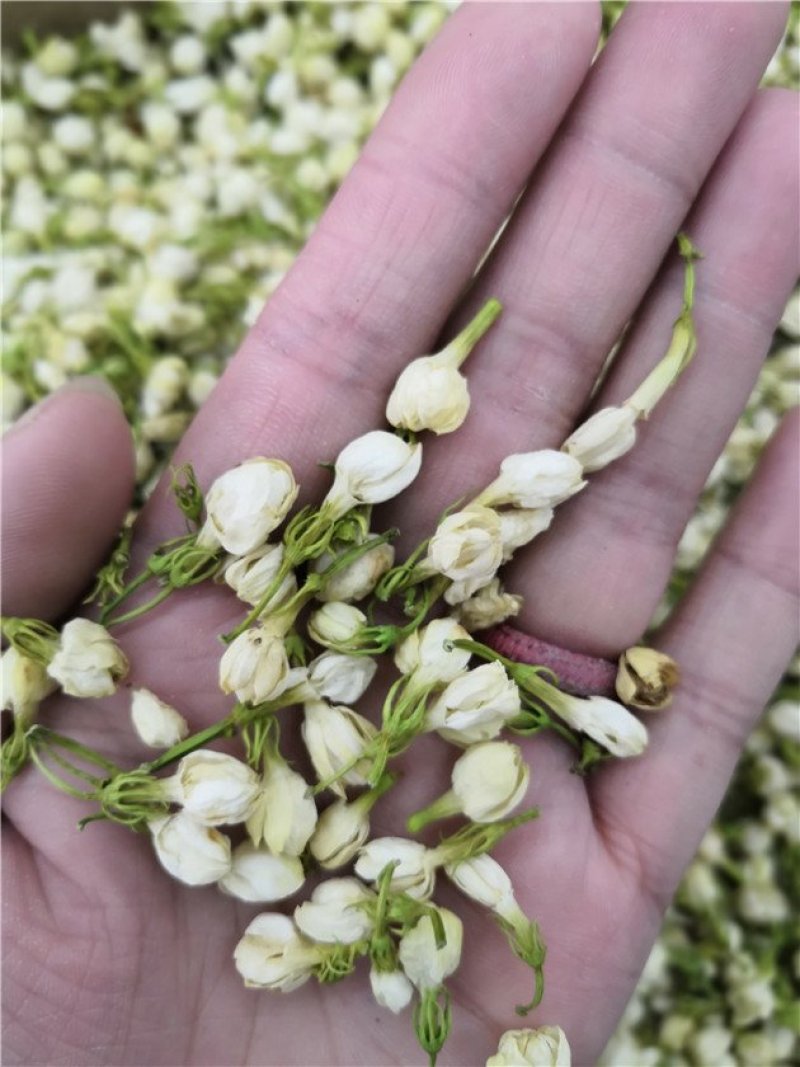 茉莉花茶