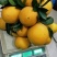 纯纽贺尔苗子50一80公分高