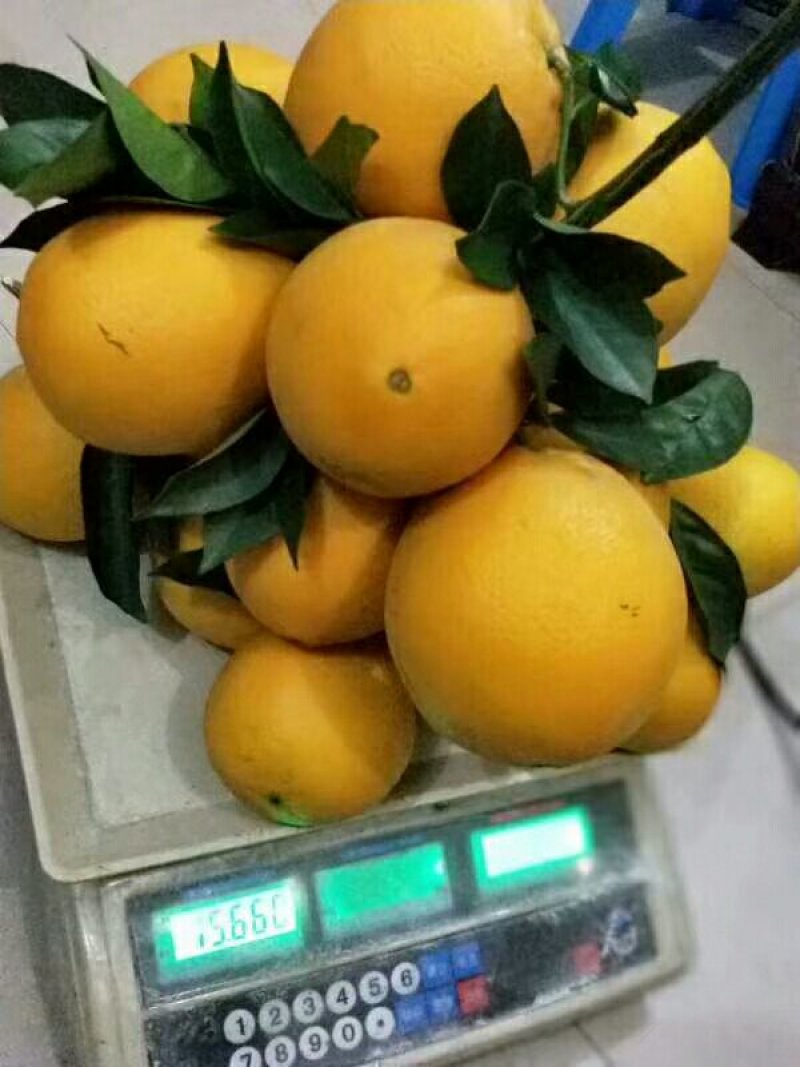 纯纽贺尔苗子50一80公分高