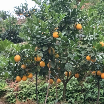 纯纽贺尔苗子50一80公分高